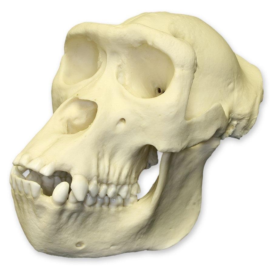Replica Lowland Gorilla Skull - Female