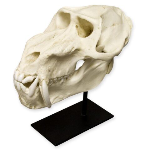 Replica Mandrill Baboon Skull