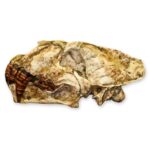 Replica Sabertooth Cat Skull – Xenosmilus hodsonae