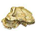 Replica SK-48 Skull – Cranium Only