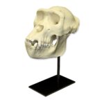 Replica Lowland Gorilla Skull – Female