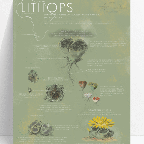 Lithops Life Cycle Educational Chart