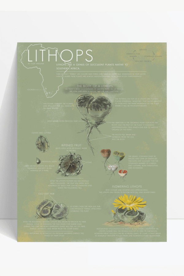 Lithops Life Cycle Educational Chart
