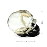 Real Snake Skeleton in Acrylic Black Bottom Skull