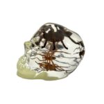 Real Assorted Insects in Clear Acrylic Skull