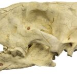Replica Sabertooth Cat Skull (Homotherium crenatidens)