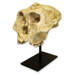 Replica SK-48 Skull – Cranium Only
