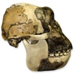 Replica Zinjanthropus OH-5 Skull – 686.0105 g