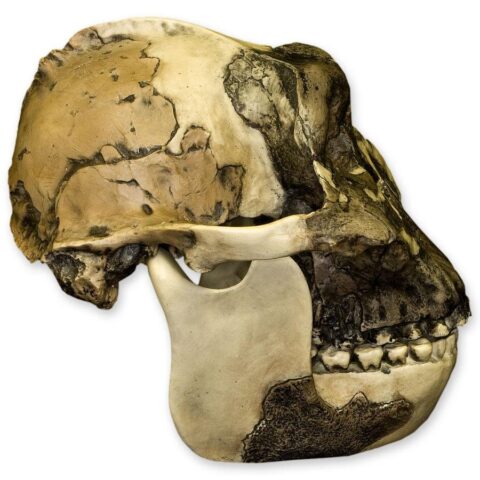 Replica Zinjanthropus OH-5 Skull - 686.0105 g