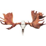 Moose Skull Replica