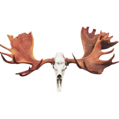 Moose Skull Replica
