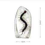 Real Centipede Oval Paperweight