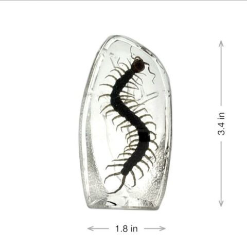 Real Centipede Oval Paperweight