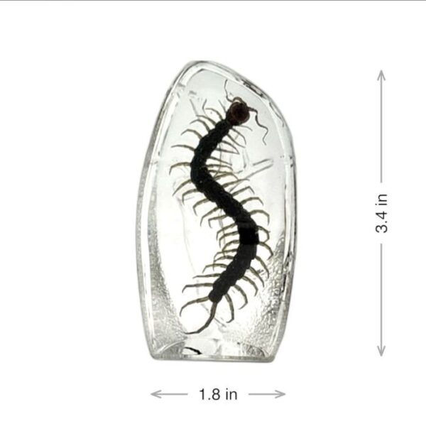 Real Centipede Oval Paperweight