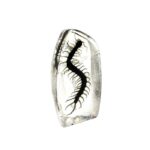 Real Centipede Oval Paperweight