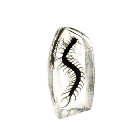 Real Centipede Oval Paperweight