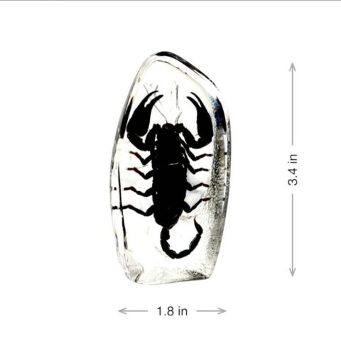 Real  Black Scorpion Oval Paperweight