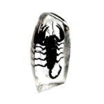 Real  Black Scorpion Oval Paperweight