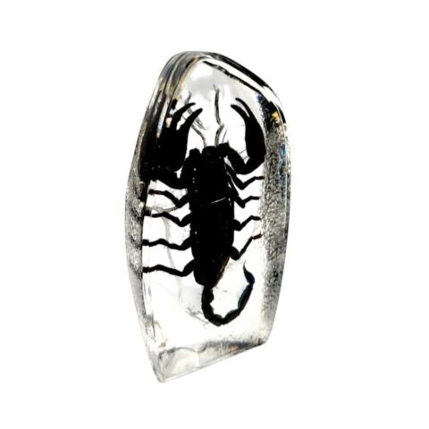 Real  Black Scorpion Oval Paperweight