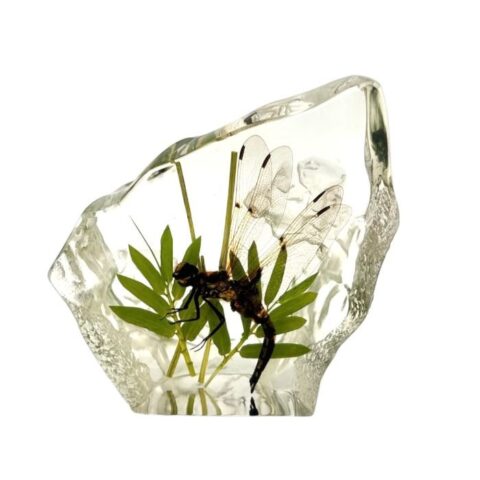Real Dragonfly Asymmetrical Paperweight