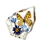 Real Banded Leopard Cat Butterfly  Asymmetrical Paperweight