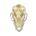 Replica Cave Myotis Bat Skull