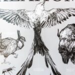 Oklahoma Wildlife Educational Chart