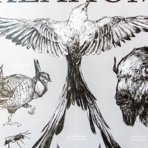Oklahoma Wildlife Educational Chart