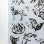 Oklahoma Wildlife Educational Chart