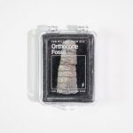 Orthocone Fossil