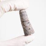 Orthocone Fossil