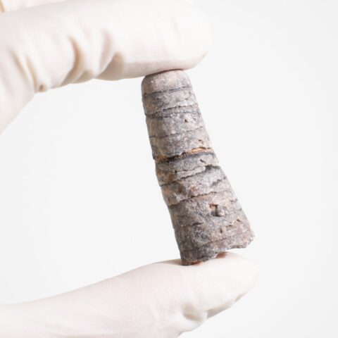Orthocone Fossil