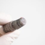 Orthocone Fossil