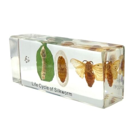 Real Life Cycle of Silkworm in Acrylic