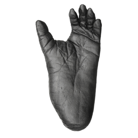 Replica Lowland Gorilla Left Foot - Male