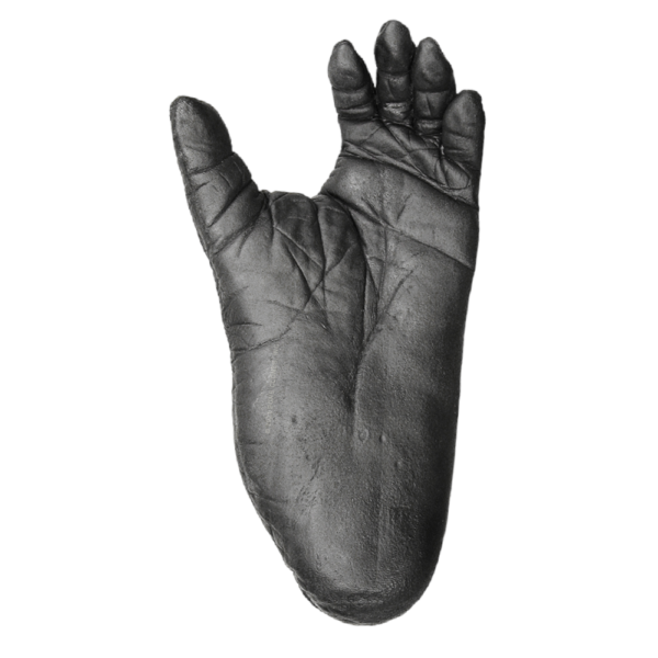 Replica Lowland Gorilla Left Foot – Male