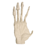 Replica Sumatran Orangutan Right Hand Muscle – Male