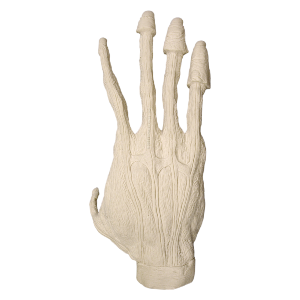 Replica Sumatran Orangutan Right Hand Muscle – Male