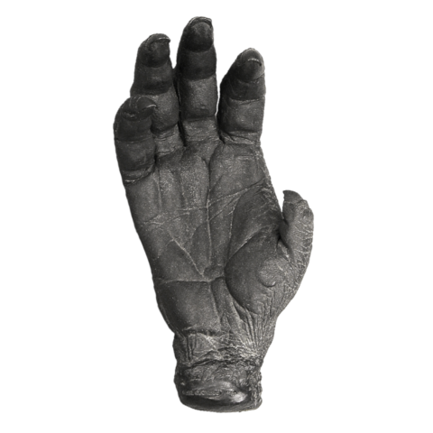 Replica Sumatran Orangutan Right Hand - Female