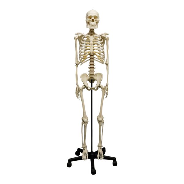 Replica Human Skeleton – Robust Asian Male