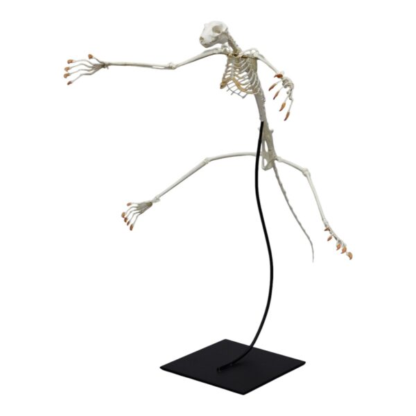 Replica Philippines Flying Lemur Skeleton – Articulated