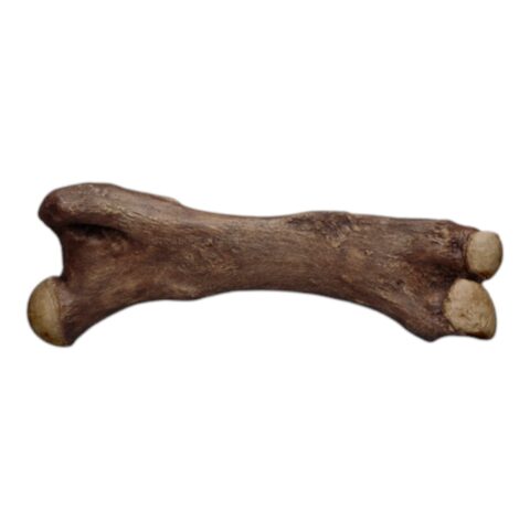 Replica Mastodon Femur
