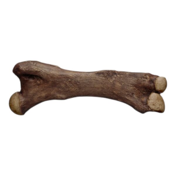 Replica Mastodon Femur