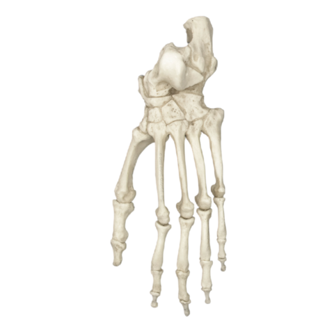 Replica Chimpanzee Foot