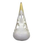 Replica Yellow-billed Magpie Skull