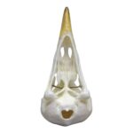 Replica Yellow-billed Magpie Skull