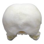 Replica Yellow-billed Magpie Skull