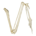 Replica Common Raven Wing – Articulated (No Feathers)