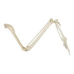 Replica Common Raven Wing – Articulated (No Feathers)