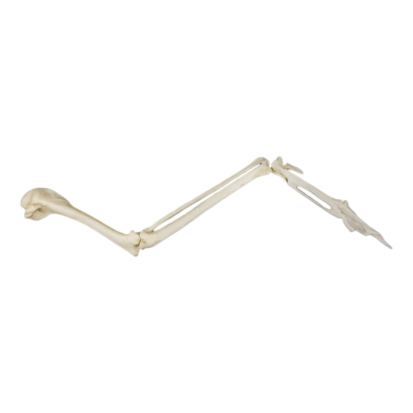 Replica Common Raven Wing – Articulated (No Feathers)